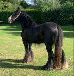 Dolly, 14.2hh Ride and Drive Mare