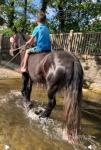 Dolly, 14.2hh Ride and Drive Mare