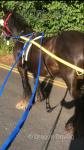 Dolly, 14.2hh Ride and Drive Mare