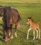 14.3hh Welsh Section D Mare with Colt Foal at Foot