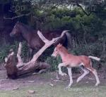 14.3hh Welsh Section D Mare with Colt Foal at Foot