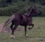 14.3hh Welsh Section D Mare with Colt Foal at Foot