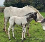Colt Foal