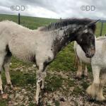 Colt Foal