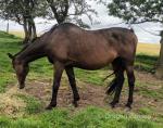 15.2hh Broodmare