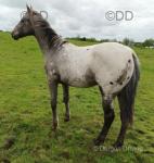 Filly