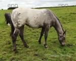 Filly