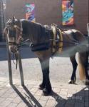 14.3hh Driving Mare