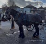 14.3hh Driving Mare