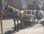 14.3hh Driving Mare