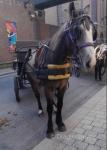 14.3hh Driving Mare