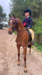 Barkway Aurelia, 12hh Riding Mare