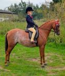 Barkway Aurelia, 12hh Riding Mare