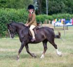 Tango, 12.2hh Riding Mare