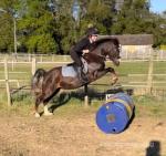 Tango, 12.2hh Riding Mare