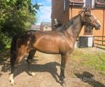 16.1hh Mare