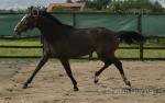 16.1hh Mare
