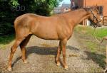 15.3hh Thoroughbred Mare