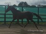15.3hh Thoroughbred Mare