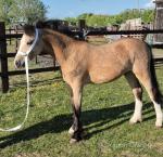 Cambrooke Champagne Waltz, Welsh Section A Colt