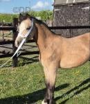 Cambrooke Champagne Waltz, Welsh Section A Colt
