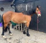 14.2hh Welsh Section D Gelding