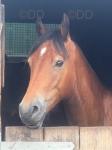 14.2hh Welsh Section D Gelding
