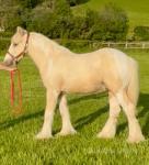 Yearling Colt