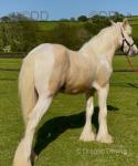 Yearling Colt