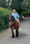 11.3hh Ride and Drive Gelding 