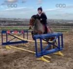 11.3hh Ride and Drive Gelding 