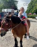 11.3hh Ride and Drive Gelding 
