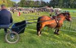 11.3hh Ride and Drive Gelding 