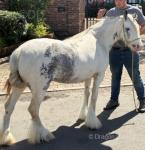 12.2hh Mare