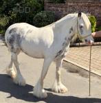 12.2hh Mare