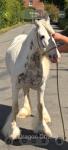 12.2hh Mare