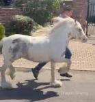 12.2hh Mare