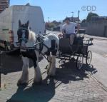 Tommy, 13hh Gelding with Cart & Harness