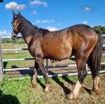 WPB Yearling Colt