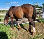 WPB Yearling Colt