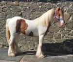 Dino, Gelding