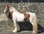 Dino, Gelding