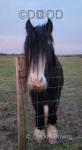 13hh Gelding