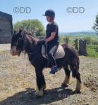 13hh Gelding