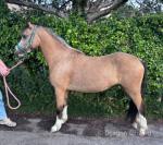 Dilyncoch Miley, Welsh Section A Filly