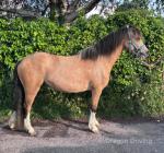 Dilyncoch Miley, Welsh Section A Filly