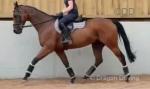 Ted, 16.2hh Thoroughbred Riding Gelding 