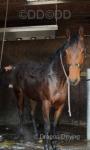 Ted, 16.2hh Thoroughbred Riding Gelding 