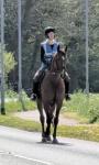 Lady, 15.2hh Thoroughbred Broodmare