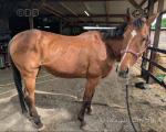 Lady, 15.2hh Thoroughbred Broodmare